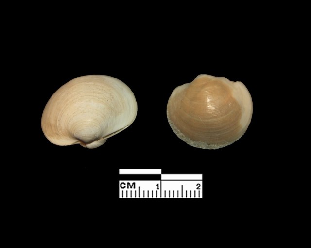 Anodontia fragilis (Philippi, 1836)  - Pleistocene